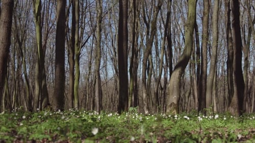 Sunny Day Spring Forest