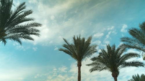 Palm Tree Sky Cloud