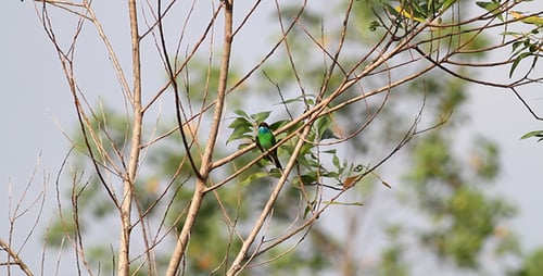 Colorful Bird Perched on a Tree Branch