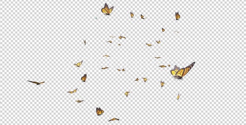 Schmetterlingsschwarm - American Monarch