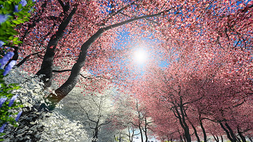 Blühende Sakura