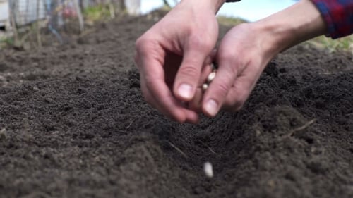 Close Up of Hands Planting White Seeds