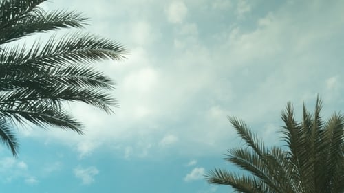 Palme Himmel Wolke