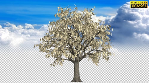 Growing Japanese Yen Money Tree