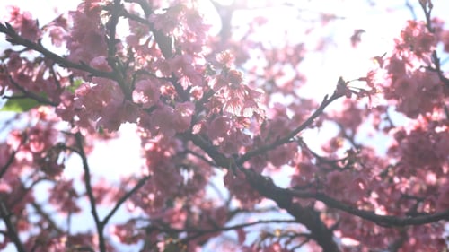 Cherry Blossom