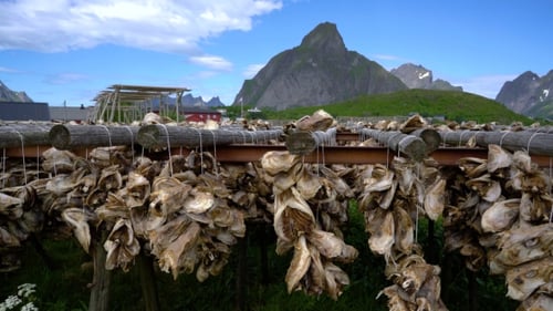 Fish Heads Drying on Racks Norway