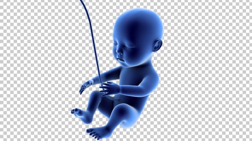 3D Animated Blue Fetus with Umbilical Cord in Womb