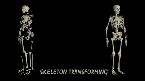 3D Human Skeleton Reveal for Medical and Science Concepts