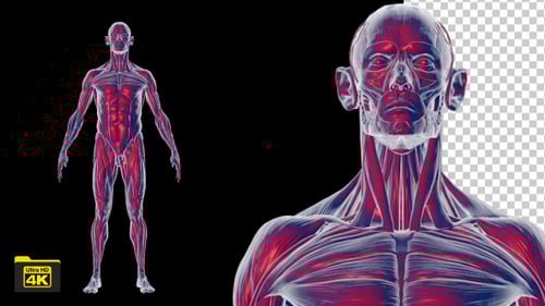 Rotating 3D Human Muscular System Model with Alpha Channel