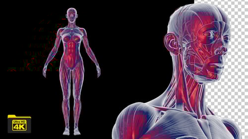 3D Human Female Muscular System Rotating for Medical Science Projects