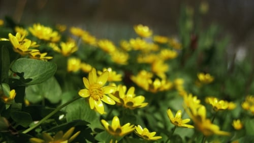 Ranunculus Ficaria Flowering on Early Spring Day in the Meadow