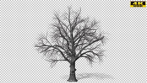 Bare Winter Tree Zoom Animation with Alpha Channel