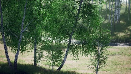 Birch Forest in Sunlight in the Morning