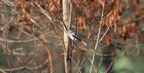 Small Bird Perched on a Tree Branch