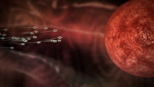Sperm Cells Swimming Towards Egg for Fertilization