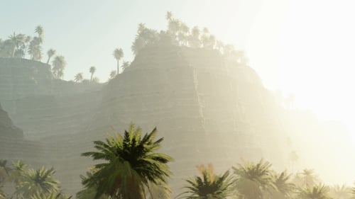 Palmas no deserto ao pôr do sol