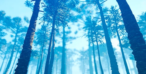 Forêt dans le brouillard