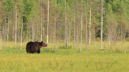 Brown Bear Roaming in a Grassy Forest Meadow
