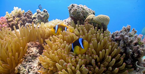 Clown Anemonefish In Coral Reef