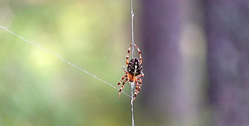 Spider On Web