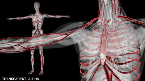 Human Anatomy - Blood Vessels