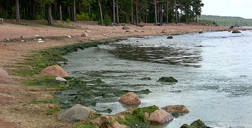Sewage Beached