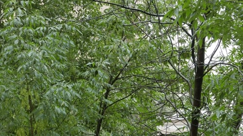 Summer Rain Pouring Down at a Green Tree Outside of Window