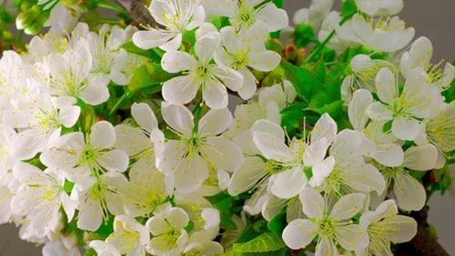 White Cherry Tree Flowers