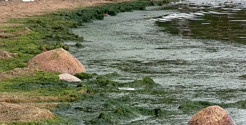 Algae-Covered Shoreline on a Calm Day