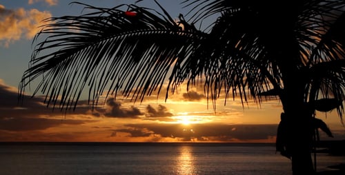 Tropischer Sonnenuntergang (2er-Pack)