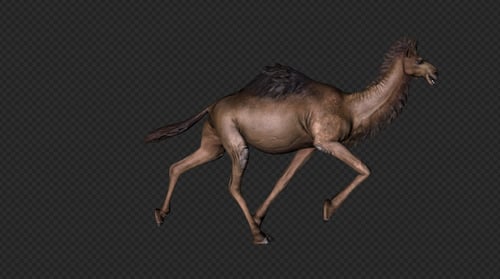 A Camel Run Pack