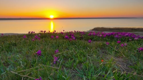 Violet Irises on the Meadow