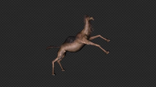 A Camel Pack 10 In 1