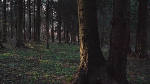Spring Forest in the Rays of the Sun