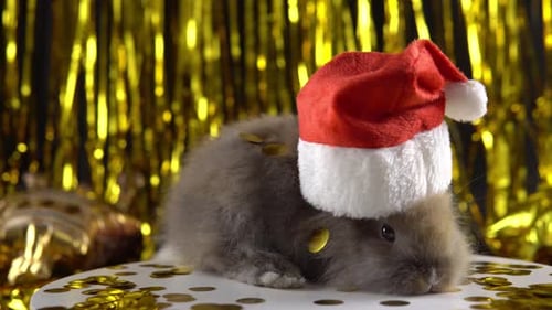 Festive Rabbit Wearing Santa Hat on Confetti