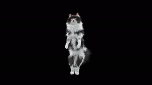 Katze Walking 4K
