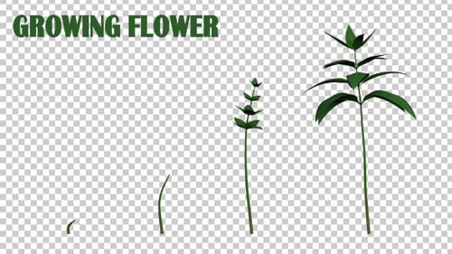 Realistic Plant Growth Animation with Alpha Channel