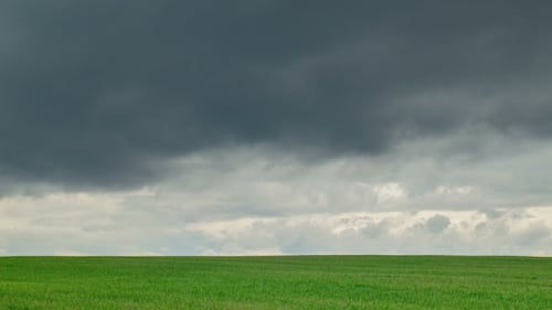 Field of Green Wheat, Cloudy Weather