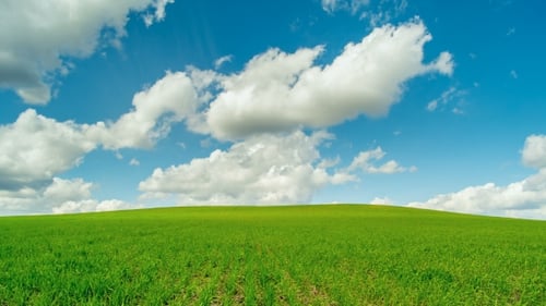 Field of Green Wheat Rows, Sunny Weather