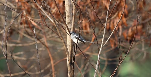 Small Bird Resting On A Bare Tree Branch