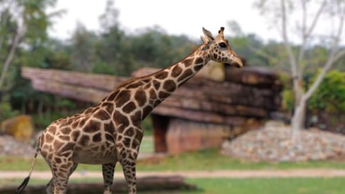 3D Animated Giraffe Walk Cycle with Alpha Channel