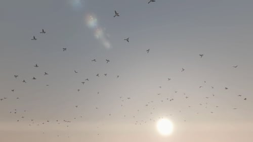 Flock of Birds Flying Across Sky with Sun