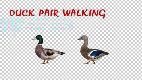 Realistic Ducks Walking Animation on Transparent Background