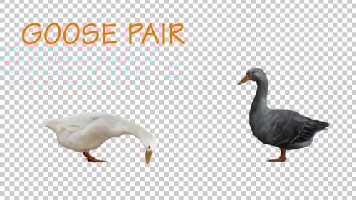 Animated Goose Pair Pecking with Alpha Channel