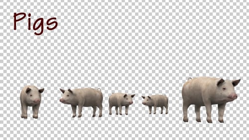 Pigs
