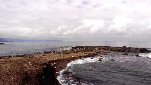 Aerial View of Seagulls on Rocky Beach