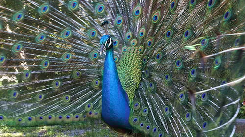 Peacock Displays Stunning Feathers in a Close Up Shot