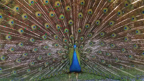 Stunning Peacock Displaying Brilliant Plumage in Natural Setting