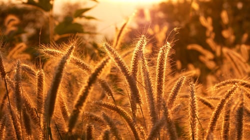 Golden Grain Glowing at Sunset