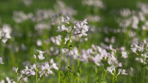 Hellgrünes Feld mit weißen Blumen